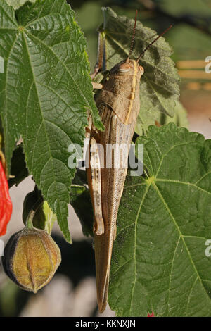 Ägyptische oder riesige Heuschrecke auf eine abutilon Anlage extrem Nahaufnahme lateinischer Name anacridium aegyptium mit Nahaufnahme stripy Auge in Italien Stockfoto