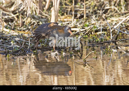 Wasserralle Rallus aquaticus Flügel erstreckt sich am Ufer des Flusses Avon in der Nähe von Ringwood Hampshire England UK März 2005 Stockfoto