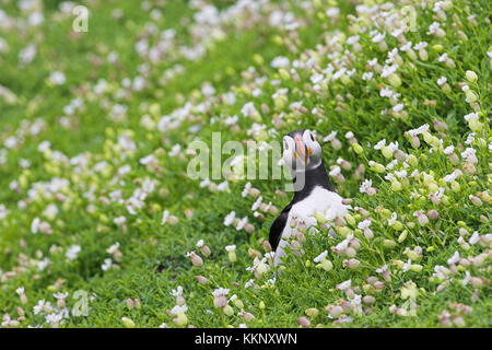 Atlantic puffin Fratercula arctica unter Meer campion Silene uniflora Insel kann National Nature Reserve Firth von weiter Schottland Stockfoto