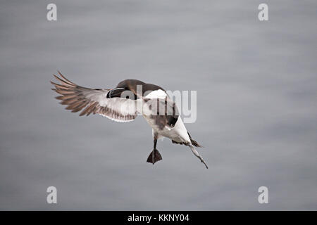 Tordalk Alca torda Insel kann Firth von weiter Schottland Stockfoto