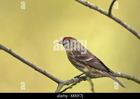 Common redpoll Carduelis Flammea am Schrägförderer Blashford in der Nähe von Ringwood Hampshire England Stockfoto