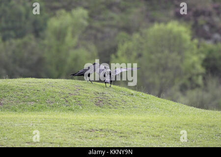 Weiß-necked Rabe Corvus albicollis in der Nähe von himeville Südafrika Stockfoto