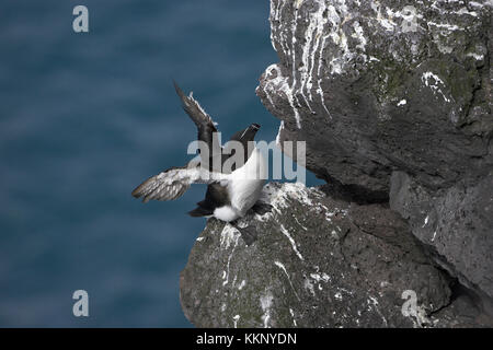 Tordalk Alca torda Island Juli 2009 Stockfoto