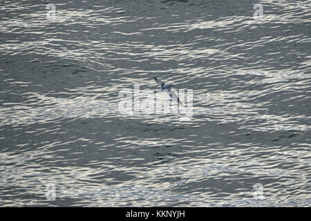 Fairy prion Pachyptila turtur im Flug über das Meer Neuseeland Stockfoto