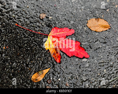 Gefallenen Herbst treibt auf der Straße. Stockfoto