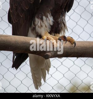 Krallen- und Schwanzfedern einer nördlichen Weißkopfseeadler in Gefangenschaft Stockfoto