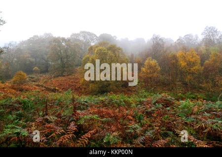 Niedrige Wolke über dem Washburn Valley, Nidderdale, im Herbst an einem kalten, nassen Morgen. Stockfoto