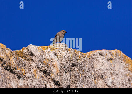 Black Redstart Phoenicurus ochruros Weibchen auf einem Felsen Les Baux-de-Provence Südfrankreich gehockt Stockfoto