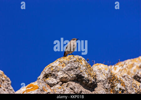 Black Redstart Phoenicurus ochruros Weibchen auf einem Felsen Les Baux-de-Provence Südfrankreich gehockt Stockfoto