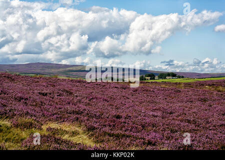 Blick über das Washburn Valley von Blubberhouses Moor zeigt einen schönen Teppich aus Heidekraut in voller Blüte Mitte August. Stockfoto