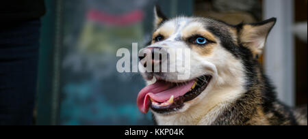 Ein schöner Hund, Husky, Malamute, nur in Occoquan, Virginia hängen. Stockfoto