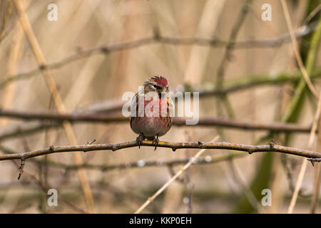 Weniger redpoll Acanthis Kabarett beringt männlichen auf kleinen Zweig neben Ivy See Blashford Seen Naturschutzgebiet Hampshire und Isle of Wight Wildnis gehockt Stockfoto