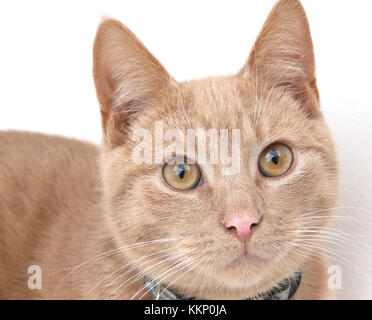 Porträt junger Ingwer Tom Cat Stockfoto