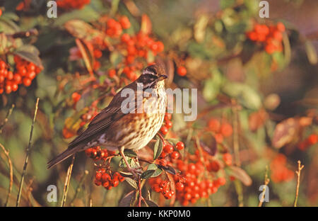 Thront Rotdrossel Turdus iliacus in einem Cotoneaster bush Parkplatz Ringwood Ringwood Hampshire England Großbritannien Stockfoto