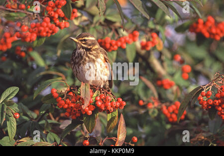 Thront Rotdrossel Turdus iliacus in einem Cotoneaster bush Parkplatz Ringwood Ringwood Hampshire England Großbritannien Stockfoto