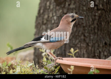 Eurasischen Eichelhäher (garrulus glandarius) trinken aus vogelbad in der Provence, Frankreich Stockfoto