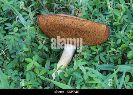 Velours bolete Pilz (xerocomus subtomentosus). aufgerufen, Braun und Gelb bolete bolete, langweilig Braun und Gelb - rissig bolete. Synonym: Steinpilze subto Stockfoto