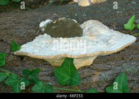 Klumpig Halterung Pilz (trametes gibbosa) Stockfoto