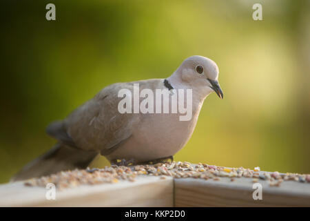 Eurasischen collard Turteltaube (streptopelia decaocto) essen Saatgut auf Zaun, Cannes, Frankreich Stockfoto