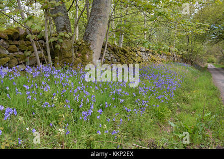 Bluebells, fowberry, Wälder, northumberland Stockfoto