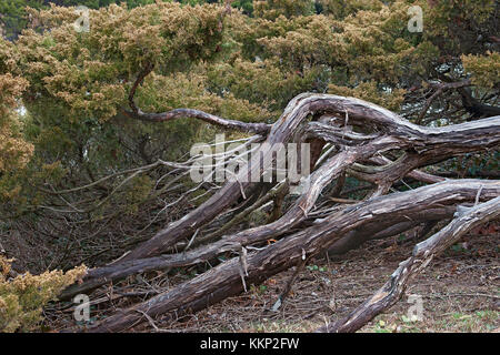 Savin Wacholderbeeren (Juniperus sabina). Savin auch genannt Stockfoto