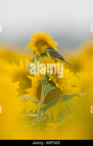 Gelber Wagtail (Motacilla flava) auf Sonnenblume im Camargue Regional Natural Park, Frankreich Stockfoto