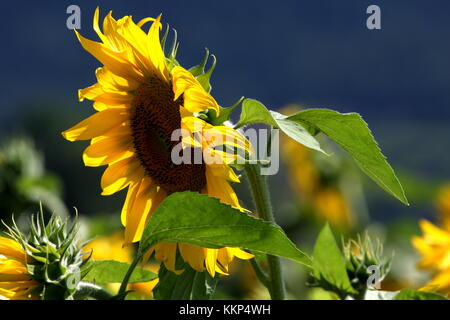 Sonnenblume Seitenansicht Stockfoto