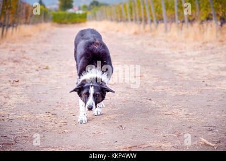 Border Collie zu Fuß nach unten weg mit dem Kopf nach unten bereit Stick im Spiel von Fetch zu fangen Stockfoto