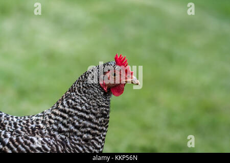 Plymouth Rock gesperrt Huhn auf grünem Gras Stockfoto