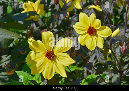 Blühende Dahlie 'Knock Out' in einem Garten Grenze Stockfoto