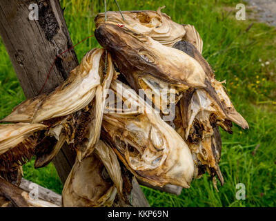 Stockfisch ist ungesalzene Fisch, vor allem Dorsch, von der kalten Luft und Wind auf hölzernen Regalen auf das Vorland getrocknet. Die Trocknung von Lebensmitteln ist die weltweit älteste Wissen Stockfoto