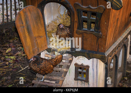 Golden geschnürt wyandotte Huehner zu Fuß aus Chicken House Stockfoto