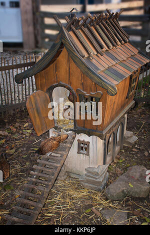 Golden geschnürt wyandotte Huehner zu Fuß aus Chicken House Stockfoto