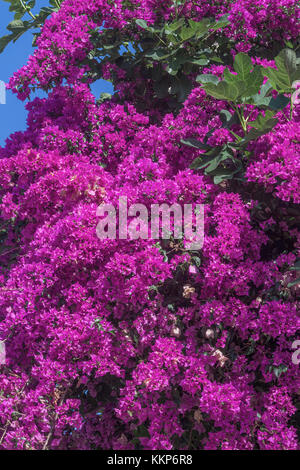Schöne Bush mit Blumen von Bougainvillea Nahaufnahme. Stockfoto