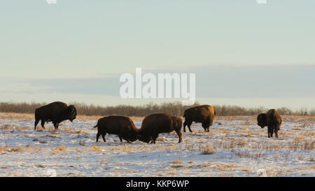 Auf gefrorenen Wiese im Winter mit Schnee Bison, Elk Island National Park, Alberta, Kanada Stockfoto