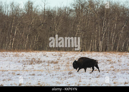 Auf gefrorenen Wiese im Winter mit Schnee Bison, Elk Island National Park, Alberta, Kanada Stockfoto