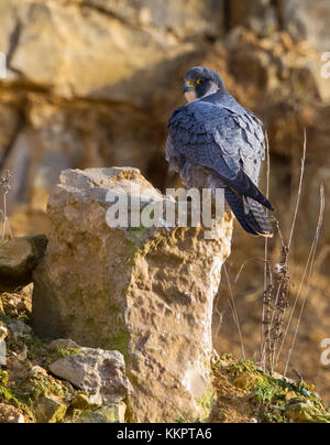 Wanderfalke in Cotswold Hills Steinbruch Stockfoto