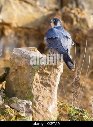 Wanderfalke in Cotswold Hills Steinbruch Stockfoto