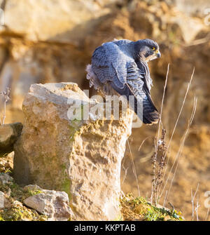 Wanderfalke in Cotswold Hills Steinbruch Stockfoto