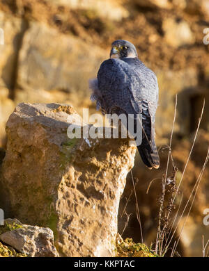 Wanderfalke in Cotswold Hills Steinbruch Stockfoto