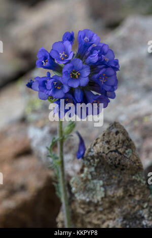 Klebrige Jacobs-ladder Blumen blühen an der Yellowstone National Park, den 15. Juli 2017 in Wyoming. (Foto von Jacob w. Frank über planetpix) Stockfoto