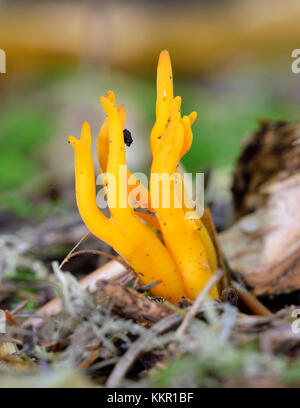 Gelber Pilz - calocera viscosa stagshorn auf Waldboden Stockfoto