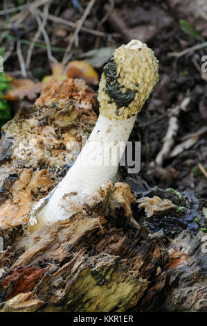 Exemplar des Gemeinen Stinkmorchels - phallus impudicus wachsen auf verrottendem Holz Stockfoto