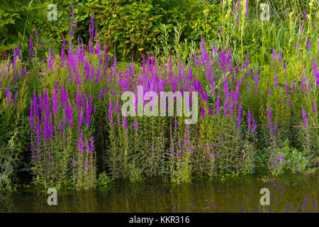 Rosa Blumen blühen Blutweiderich, auch als Stachelwalze Felberich (Lythrum salicaria) auf den Flüssen Shoreline Stockfoto