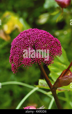 Burgund rot Blumen von riesigen Koreanischen Angelica rief auch Lila Pastinaken (Angelica gigas) in einer Grenze Stockfoto