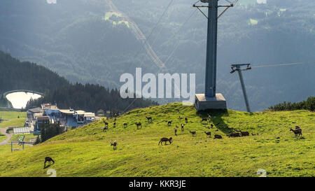 Chamoises grasen auf einer Skipiste im Sommer, Rosshütte Seefeld, Olympiaregion, Seefelder Plateau, Tirol, Österreich Stockfoto