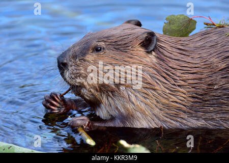 Ein ausgewachsener Biber 'Castor canadensis', der sich von einigen winzigen Zweigen ernährt, die er zwischen seinen Pfoten hält. Stockfoto