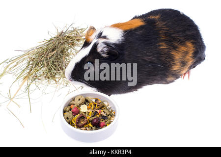 Essen für inländische Meerschweinchen Stockfoto