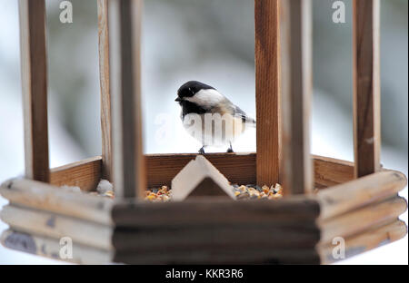 Ein Black-capped chickadee Vogel am Rande eines Bird Feeder die Samen in den Schrägförderer thront. Stockfoto