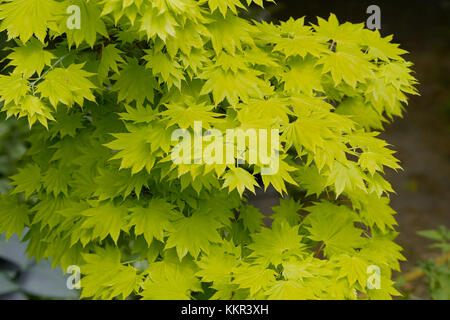 Gelb Grün Blätter von einem Strauch nannte die Goldenen Shirasawa Ahorn auch Goldene Vollmond Ahorn (Acer shirasawanum Aureum syn. Japonicum) Stockfoto